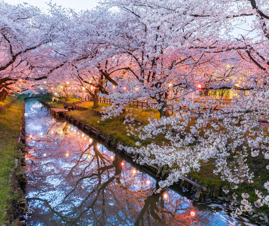 Sakura Season: Here's When You Can Expect to See Cherry Blossoms 2024 ...