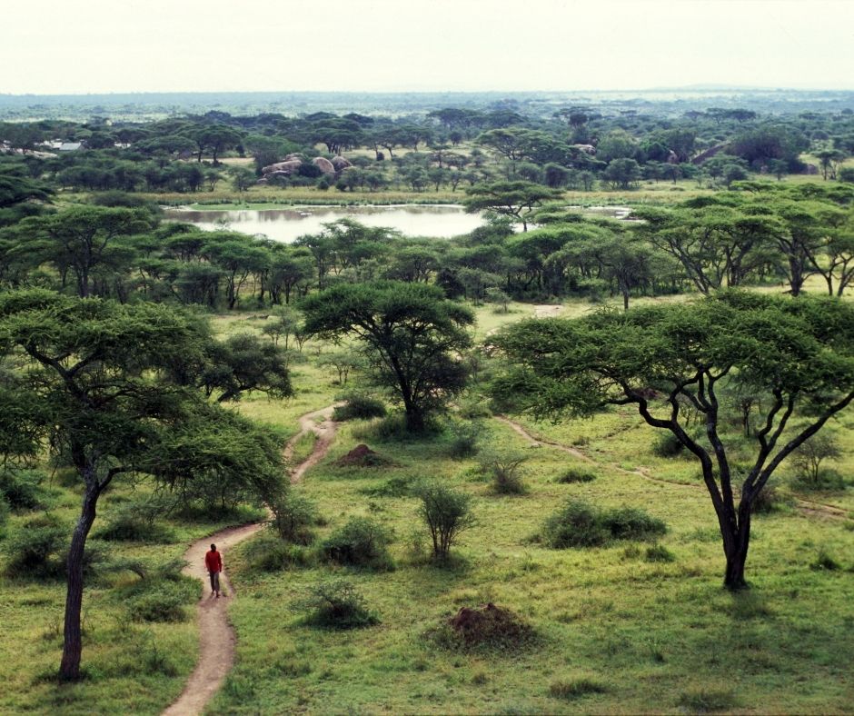 Seronera area, Serengeti National Park, Tanzania