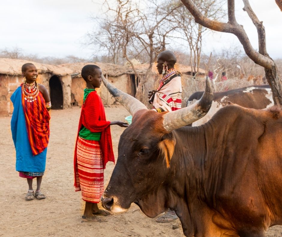 Women and cattle in Maasai village. Kenya