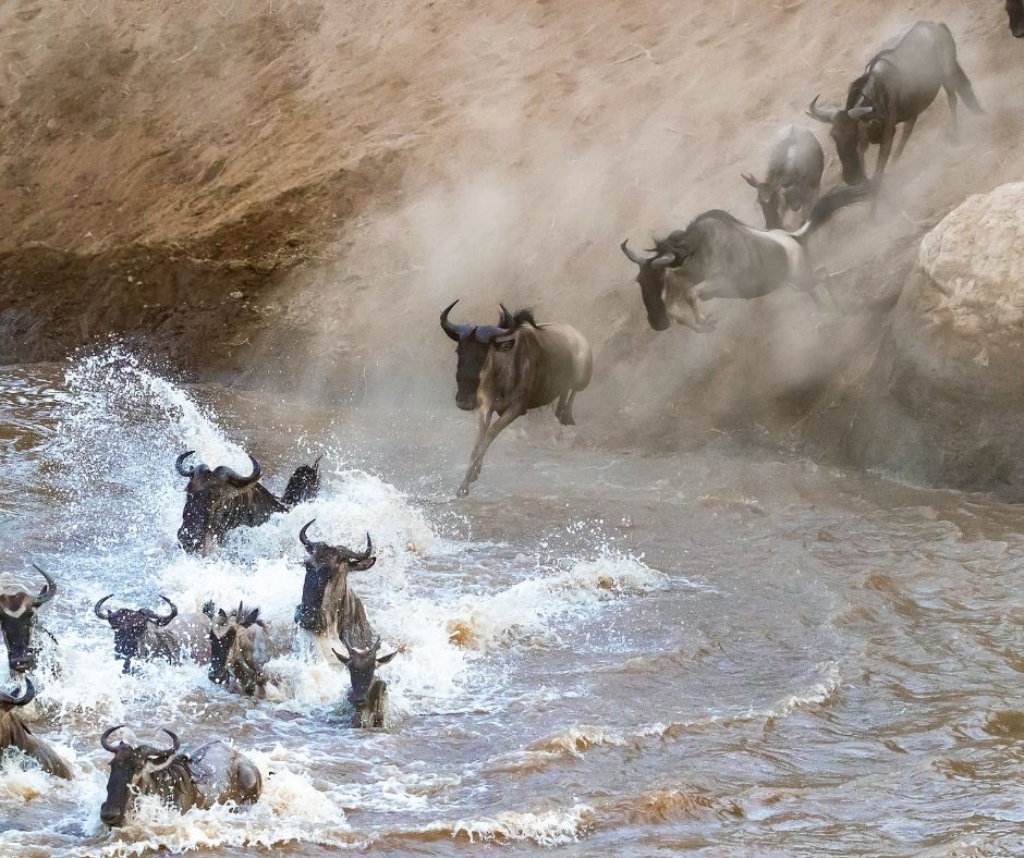 Wildebeest Crossing the Mara River during the Great Migration