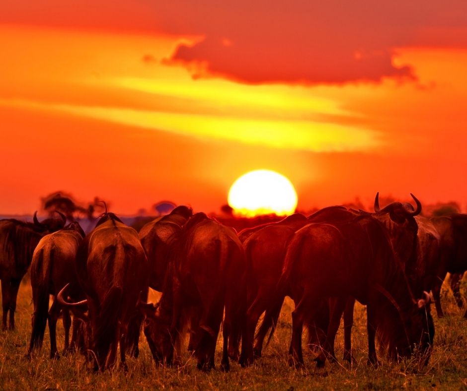 African sunset over the Maasai Mara