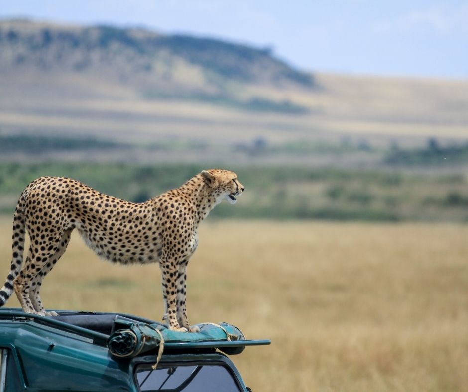 Cheetahs from Maasai Mara