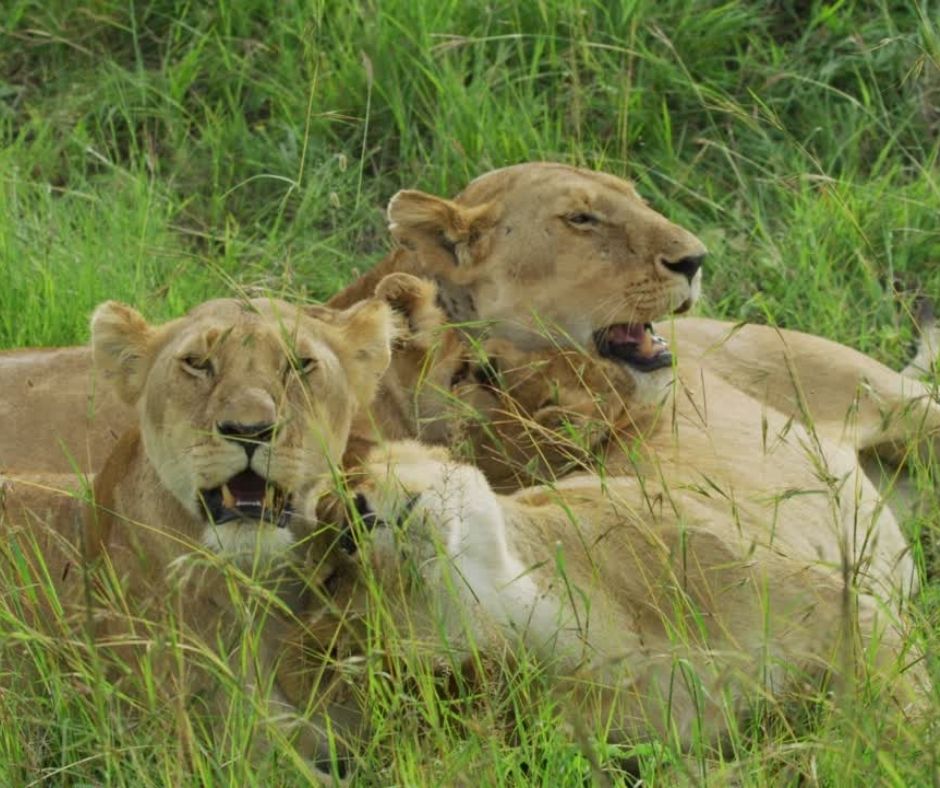 Lionesses and cubs in Maasai Mara