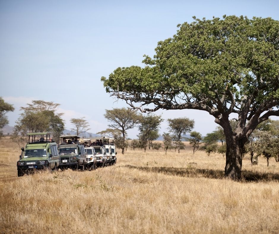 Vehicles on Safari in Serengeti National Park, Serengeti, Tanzan