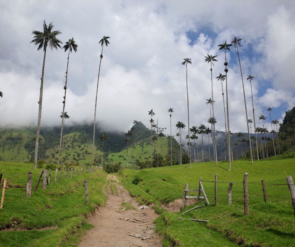 Cocora Valley: Home to the Majestic Wax Palms