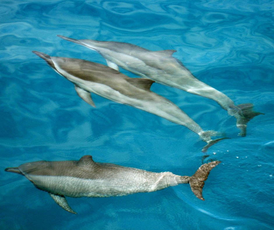 Dolphins in clear water of Na Pali coast