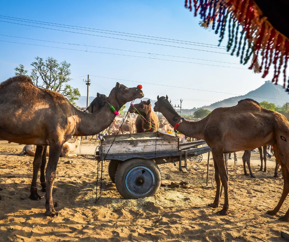Pushkar Camel Fair: Where Rajasthan's Culture and Camels Converge