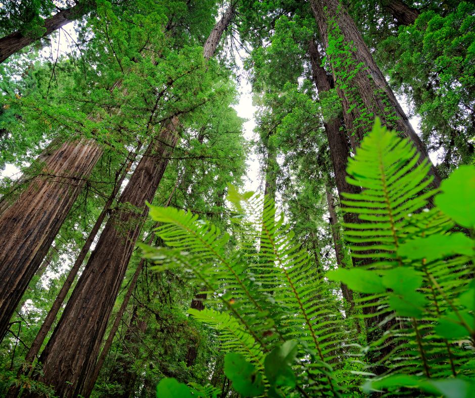 Redwood National and State Parks: Marvel at the towering redwood trees