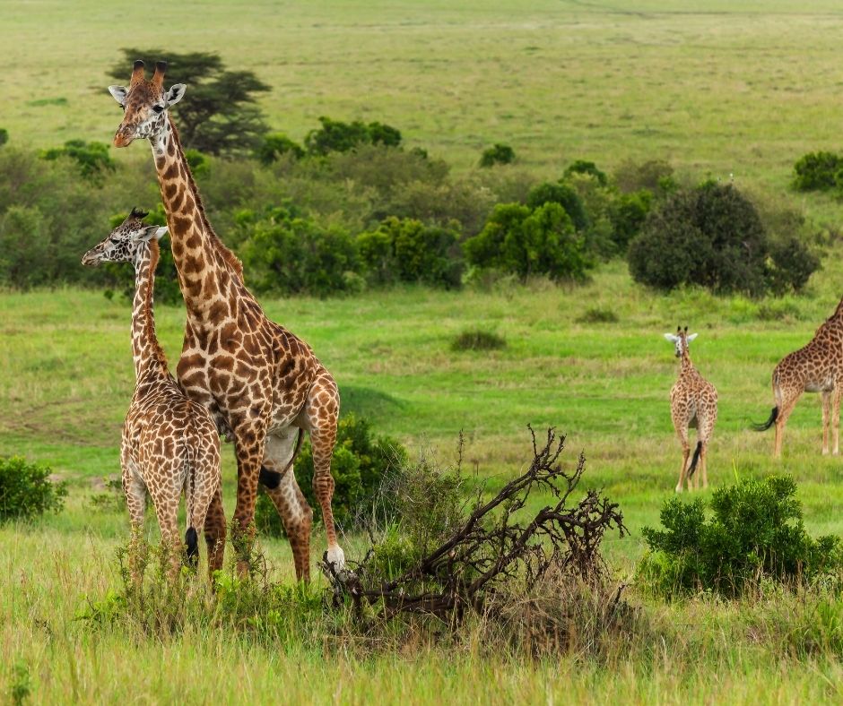 Explore Masai Mara National Reserve, Kenya