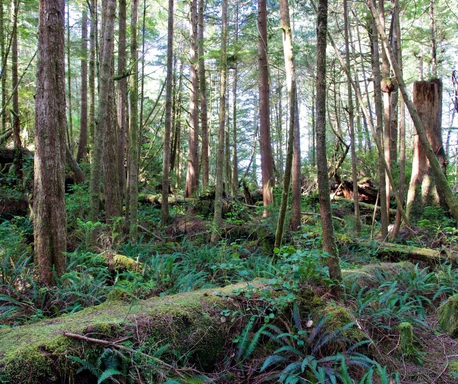 Lush green forest at Hot Springs Cove near Tofino, Canada
