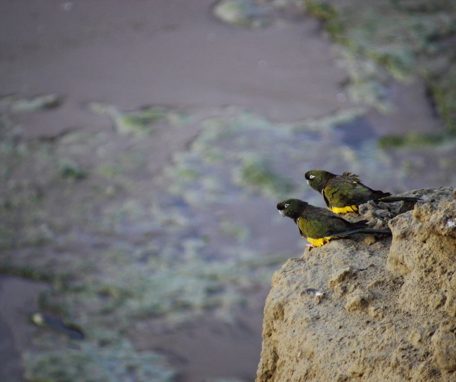 nature and dos loros coloridos posados sobre la playa