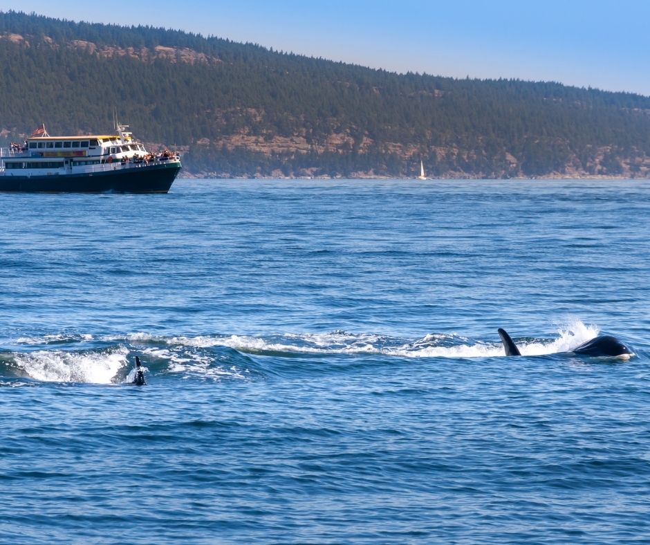 Whale Watching in Victoria: