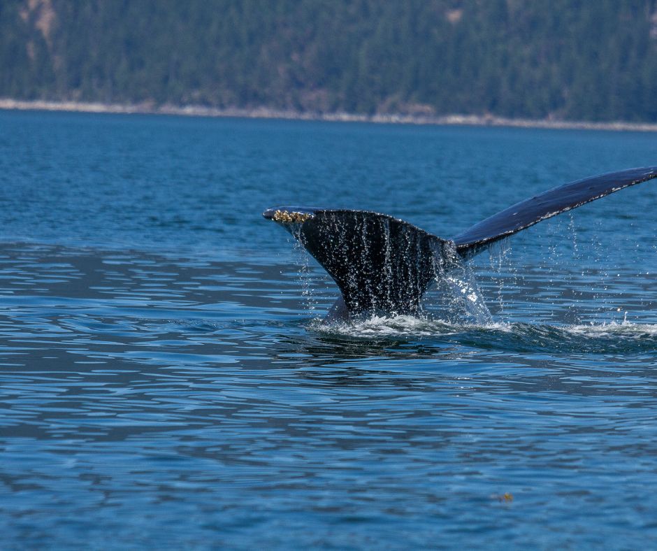 Whale Watching Excursions