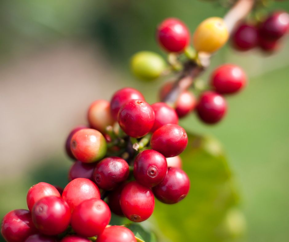 Kona Coffee Cherries