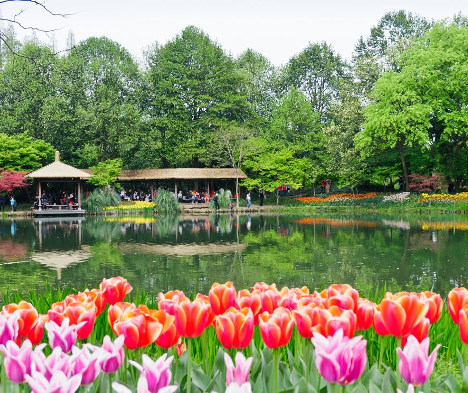 Hangzhou Taiziwan Park tulips into full bloom