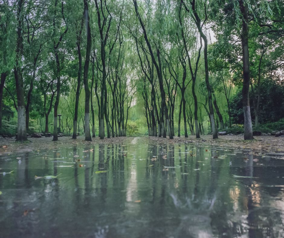 Willow trees by footpath in park near West Lake, Hangzhou, China