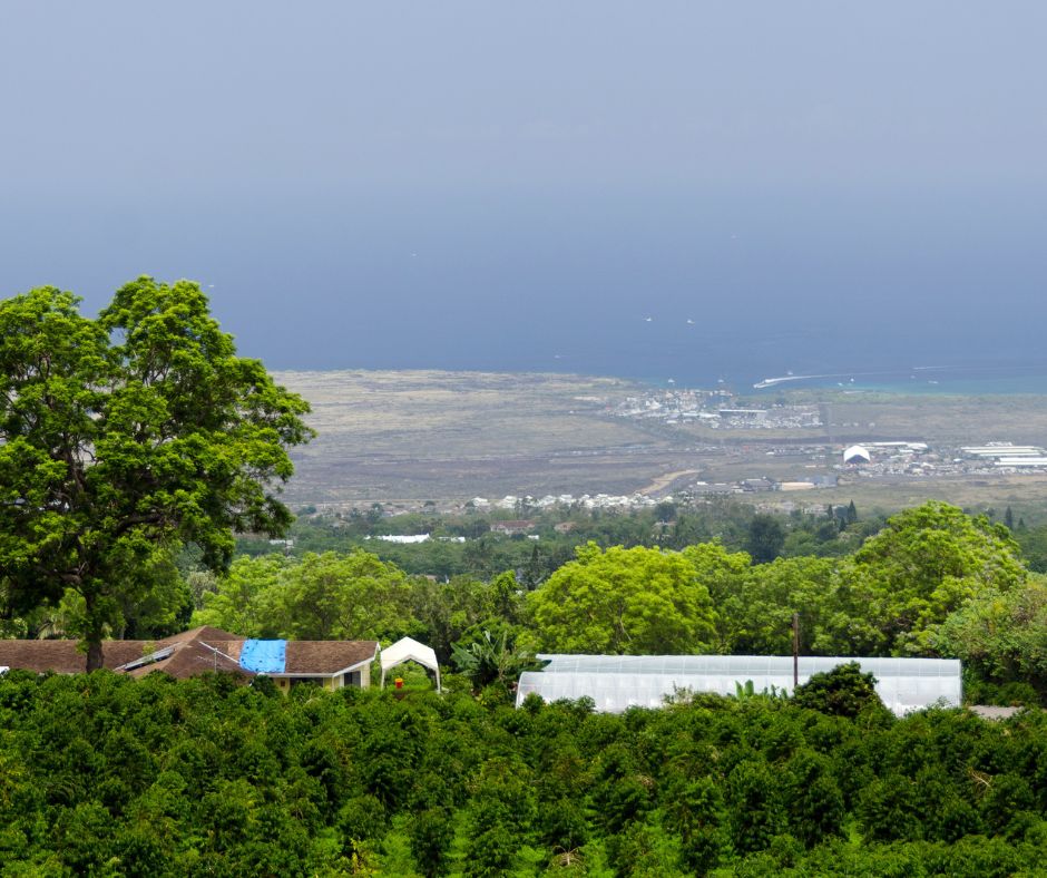 Kona coffee plantation from Mamalahoa highway, Kailua Kona, Big Island, hawaii