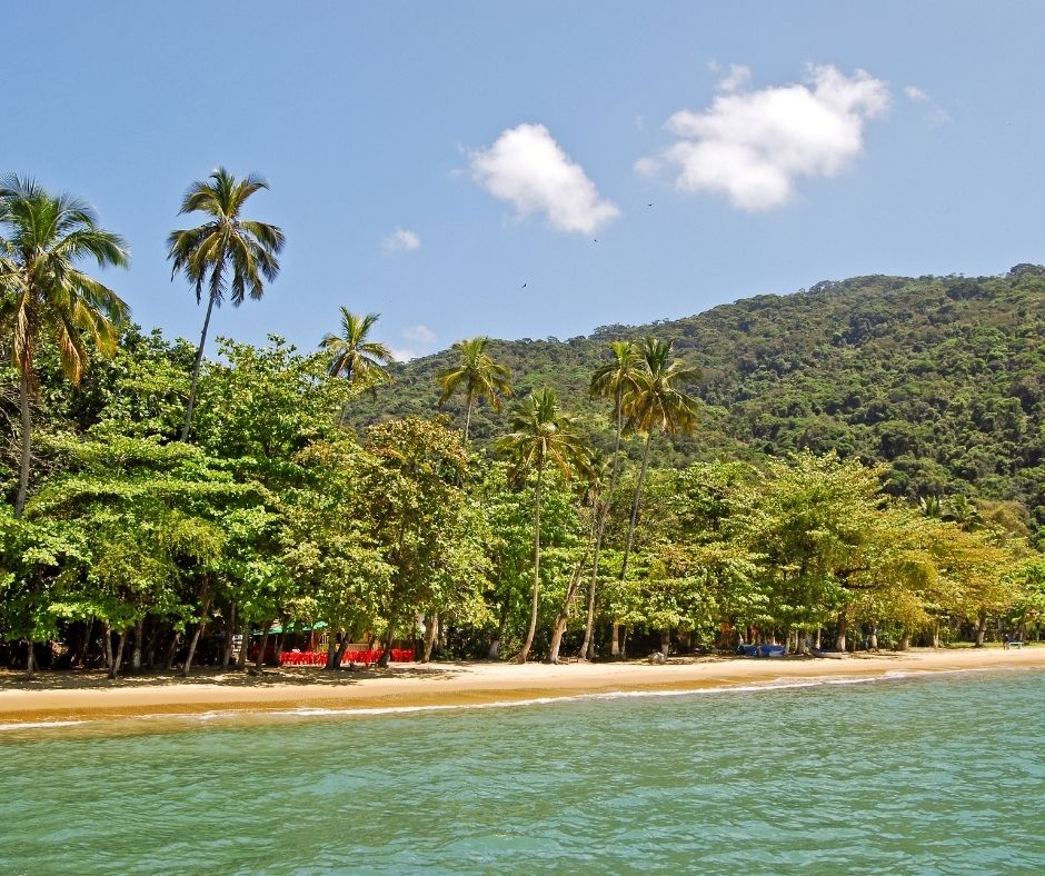 Towering palm trees in Ilha Grande,