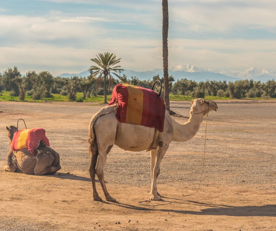 Camel in the constrating landscapes of Marrakech, Morocco