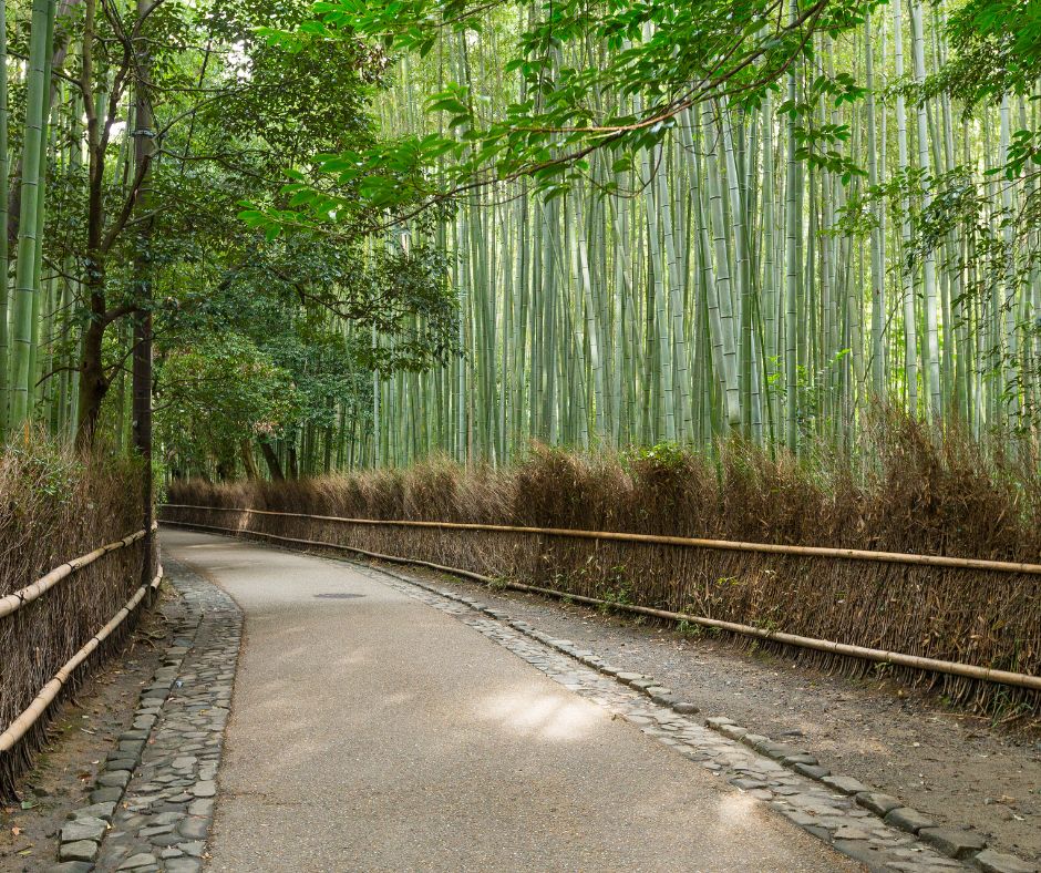 bamboo groves of Arashiyama